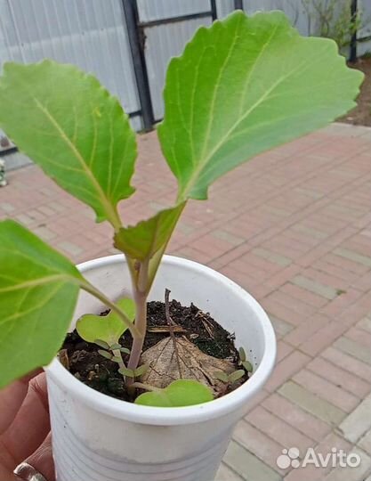 Рассада капусты, цветная, брокколи, белокочанная