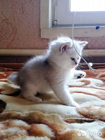 Британские котята