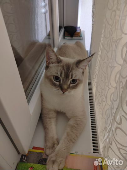 Кошки в добрые руки бесплатно