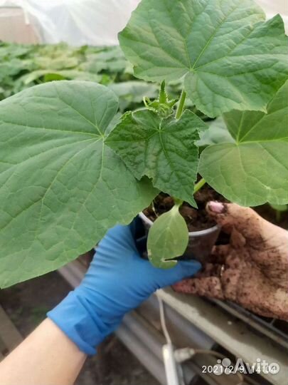 Рассада огурцы