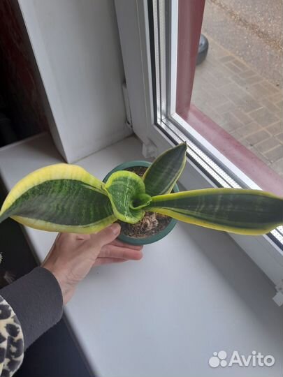 Сансевиерия