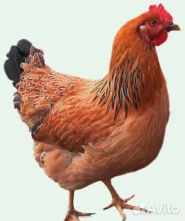 Инкубационное яйцо кучинская юбилейная