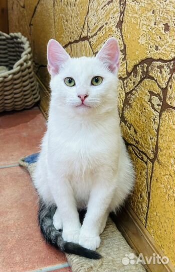 Милый котенок ищет дом