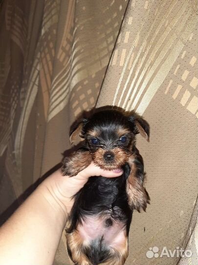 Йоркширский терьер мини