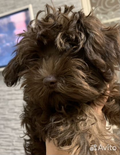 Мальтипу щенки