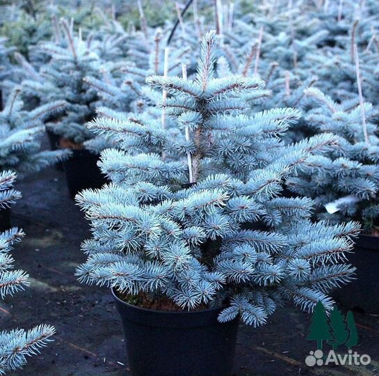 Ель голубая оптом / розница