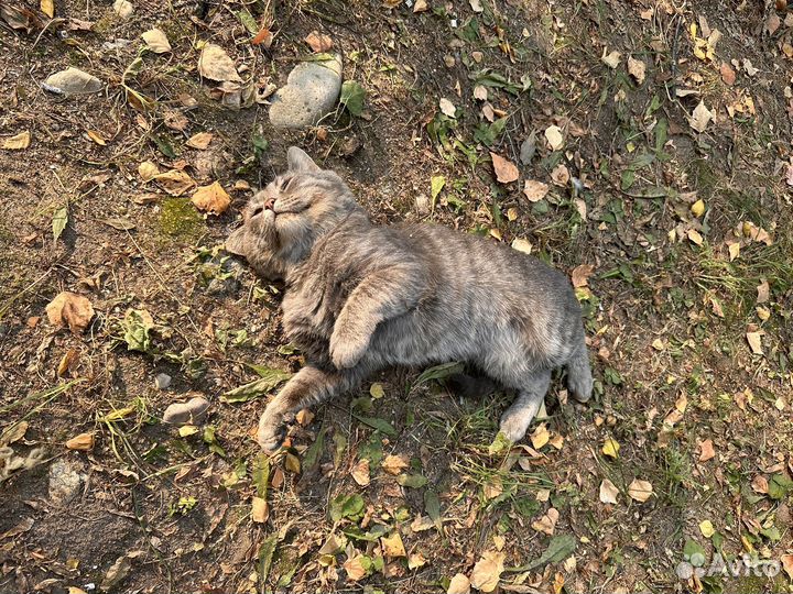 Кот ищет дом