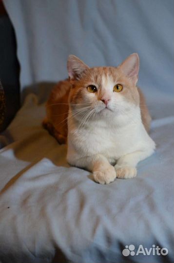 Абрикос ищет дом