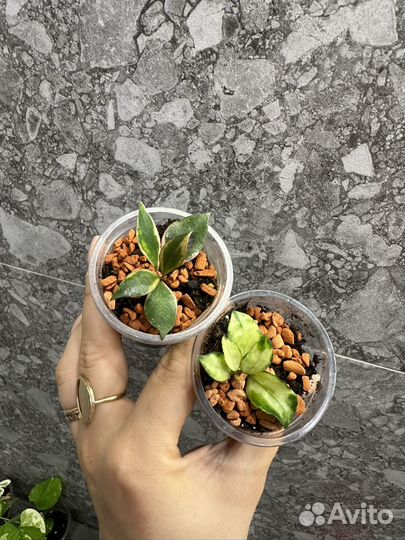 Хойи часть 2