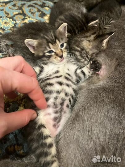 Милейшие котята