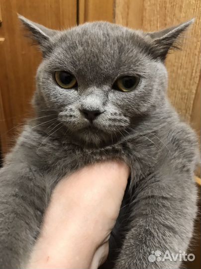 Экзотическая кошка