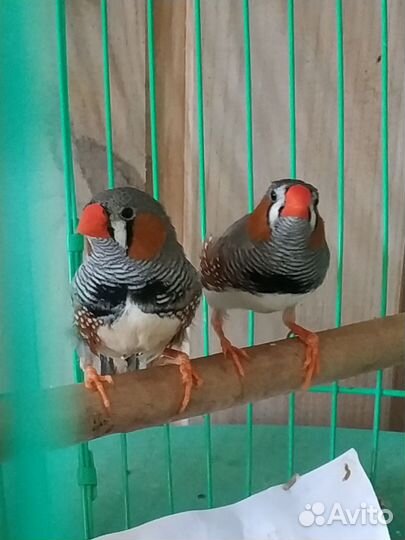 Зебровые амадины