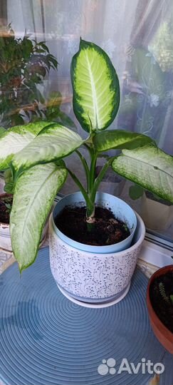 Диффенбахия