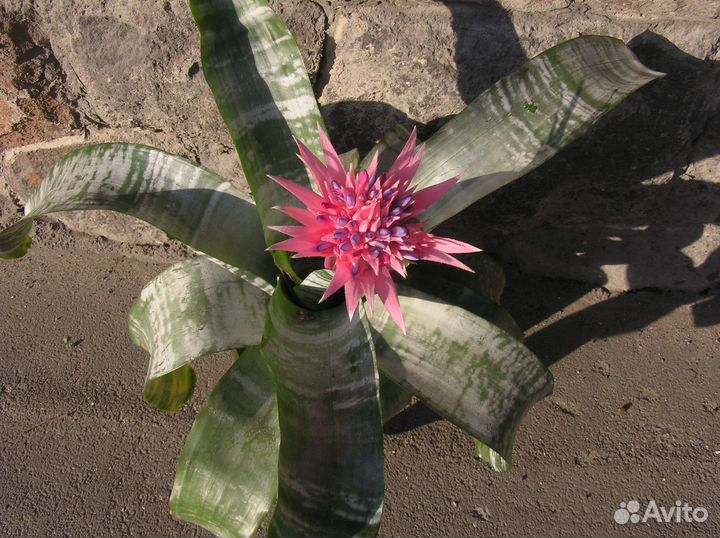 Эхмея цветущая