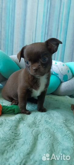 Щенки чихуахуа