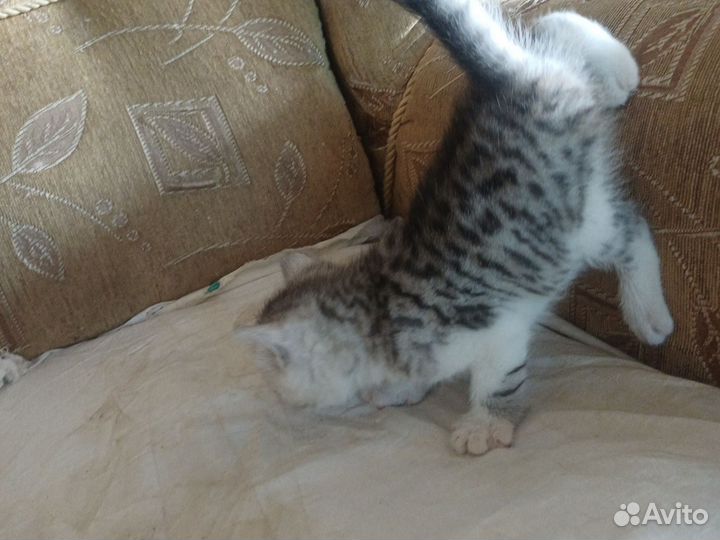 Котята, отдам в добрые руки