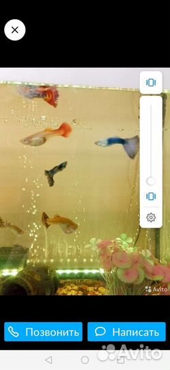 Аквариумные рыбки