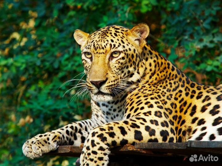 Экскурсия — Сочи — В мире животных Кавказа