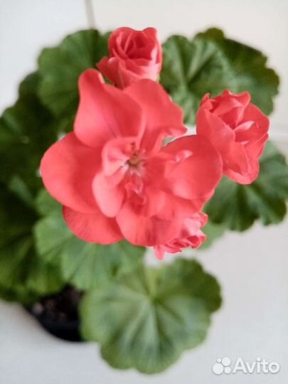 Пеларгония герань