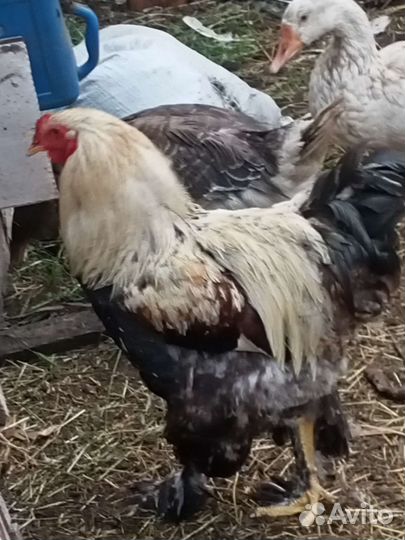 Птица домашняя