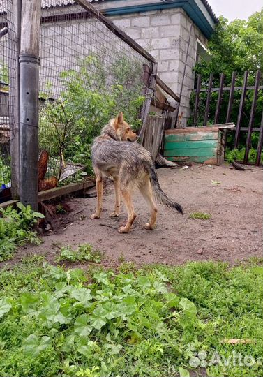 Собака в добрые руки отдам бесплатно