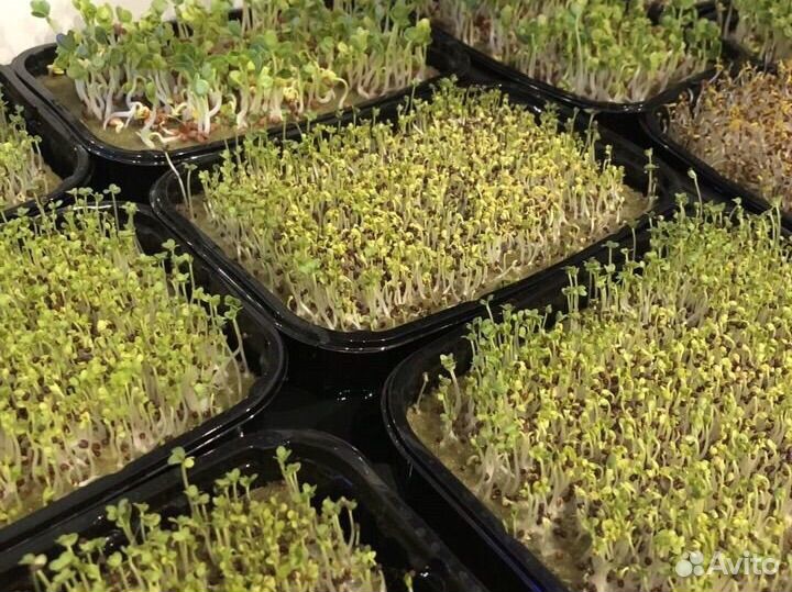 Микрозелень