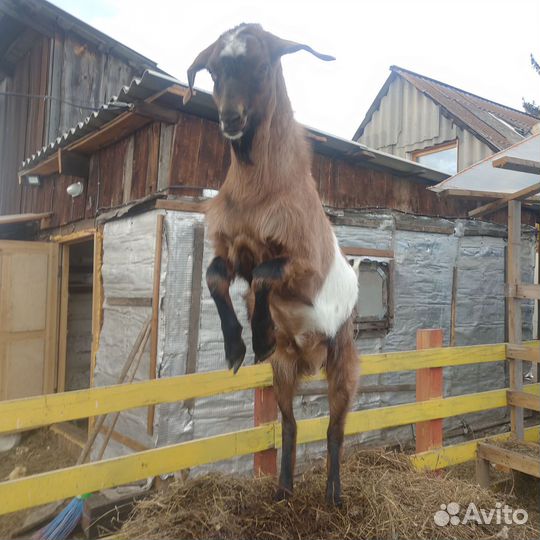 Козел -услуги вязки