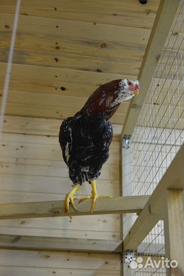 Орловская порода кур петух