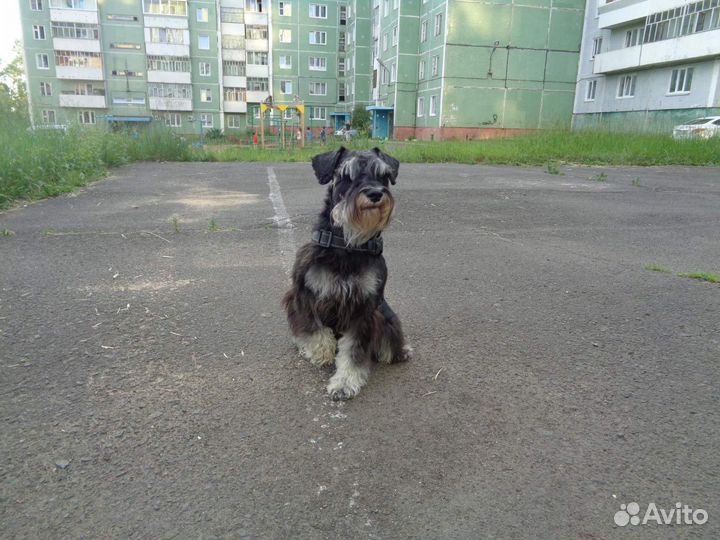 Вязка кобель