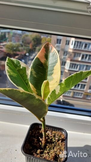 Фикус тенеке