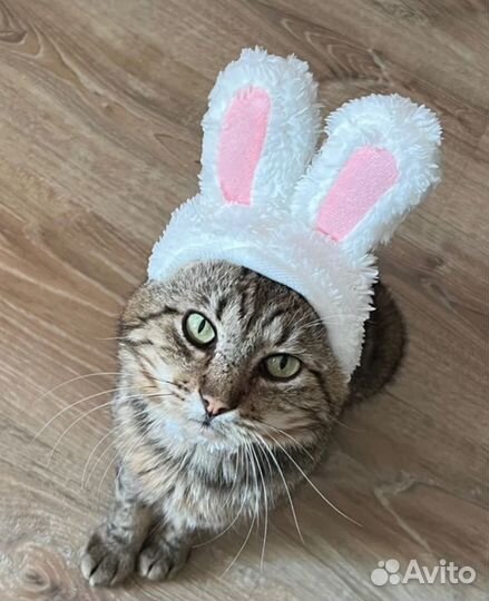 Шапка ушки для кошек и собак