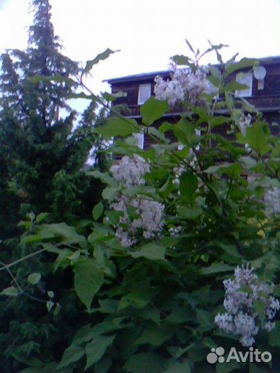 Сирень венгерская, гортензия, спирея и др