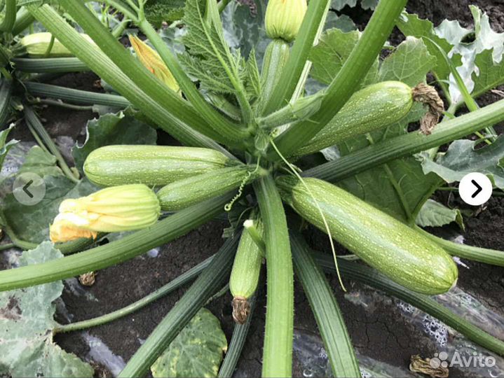 Кабачек Марселла Семена