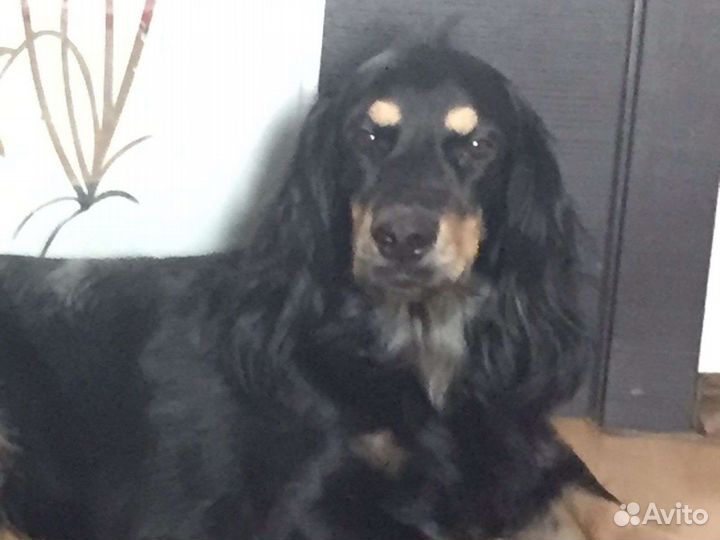 Коккер спаниель вязка