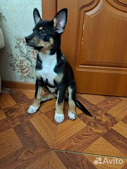 Самые милые щенки ищут заботливых хозяев