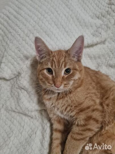 Котята ищут дом