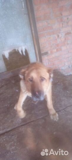 Щенки алабая
