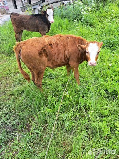 Корова с теленком
