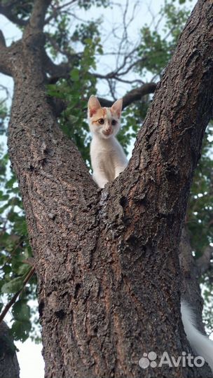 Отдам кот и кошка