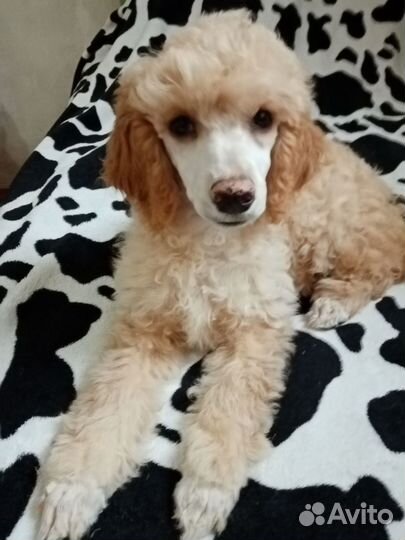 Малый пудель девочка