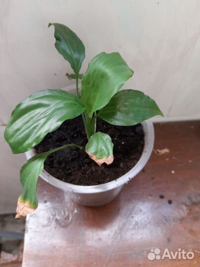 Спатифиллум