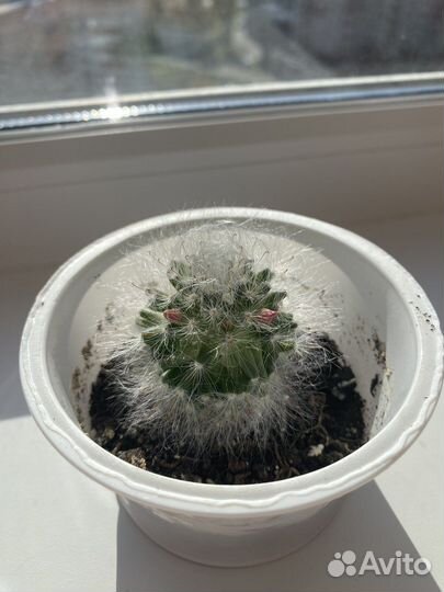 Кактус Маммиллярия Гана/Хана