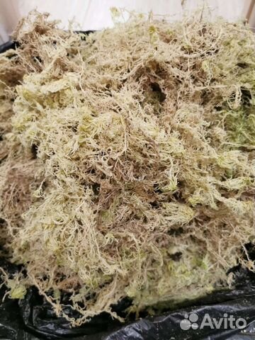 Мох сфагнум сухой