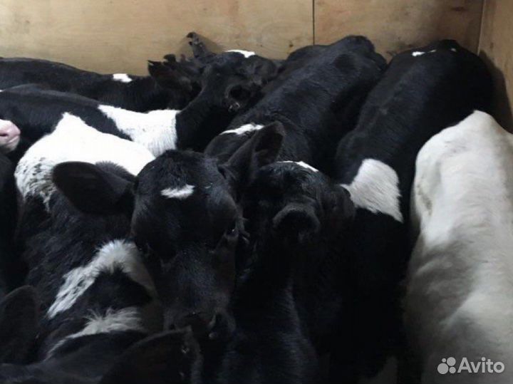 Телята бычки