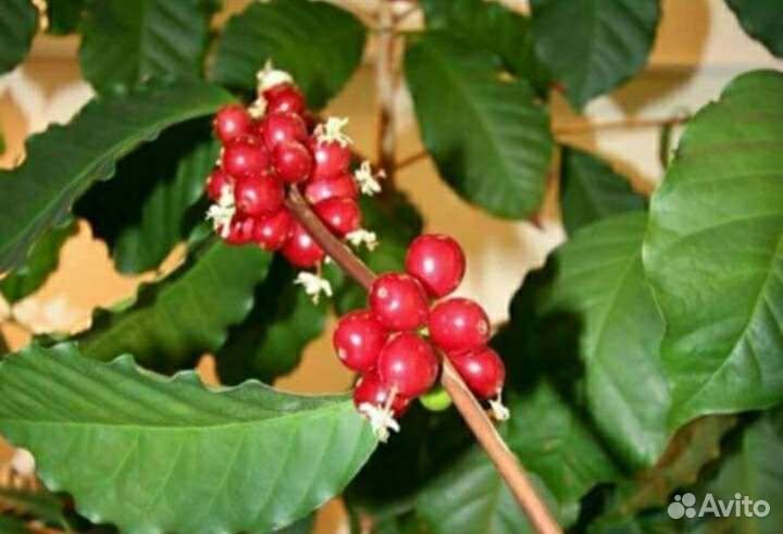 Кофе арабика, мандарин, кумкват,лайм,лимон Мейер