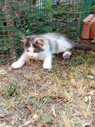 Котята пушистики в хорошие руки