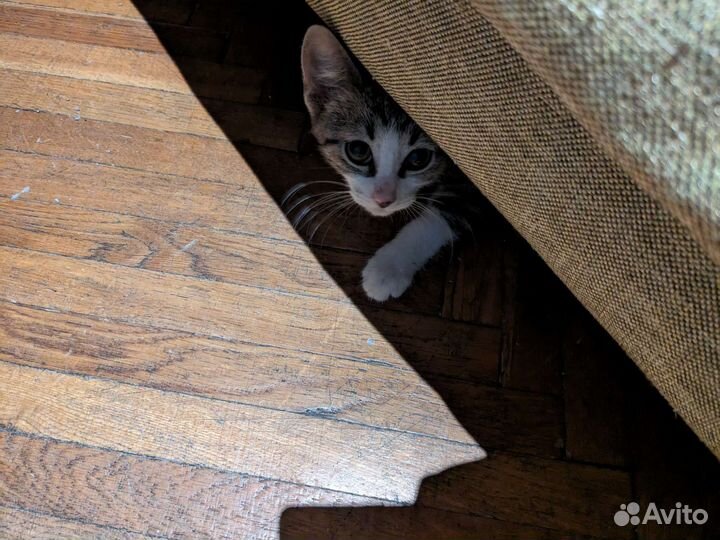 Котенок мальчик в добрые руки