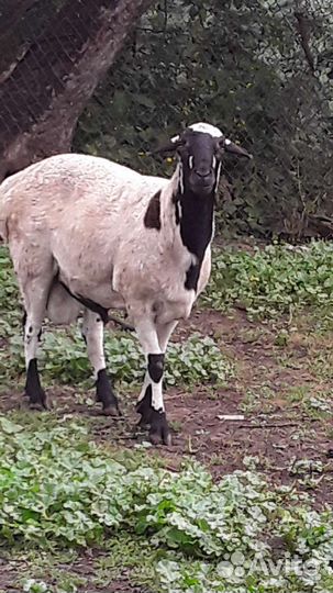 Племенной баран. Эльденбай