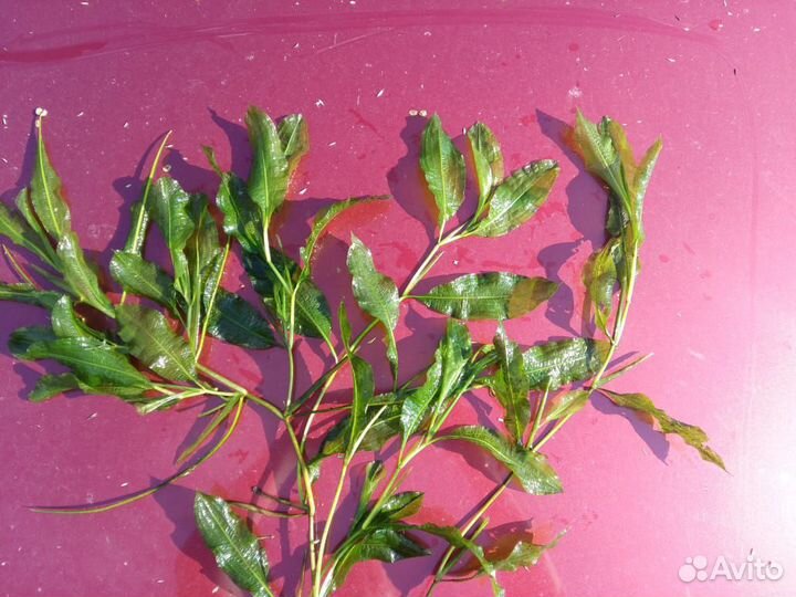 Прудовые растения нимфеи пистия водяной гиацинт