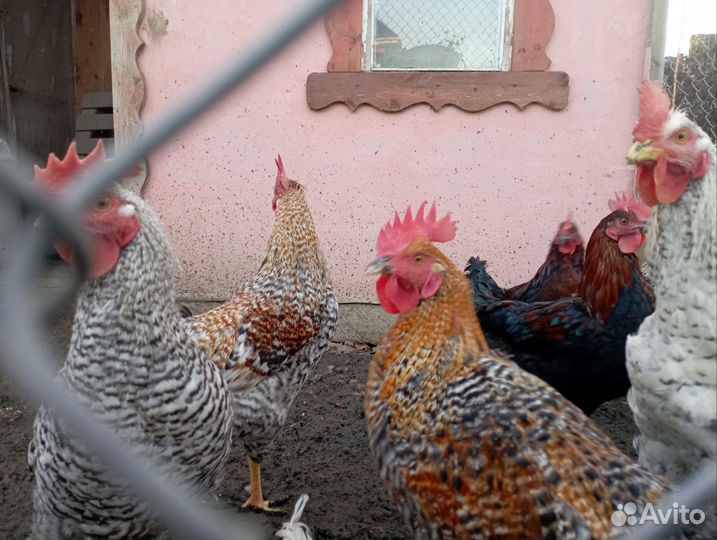 Молодые петухи 6 мес